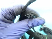 фото thumb №12, Жгут дверь левый перед audi a8 d4 4h eu