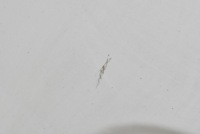 Дверь задние левая крыло белый dacia dokker 1 1 рестайлинг  17-21 Недорого, фото thumb