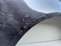 фото thumb №5, Audi a4 b8 12r- крыло правый перед правое передние