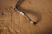 фото thumb №4, Джгут abs правий задня audi a8 d3 4e0927904e