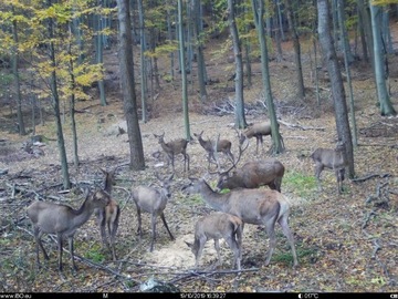 Fotopułapka MMS TETRAO Spromise S378 Kamera Leśna