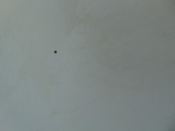 фото thumb №10, Капот крышка двигателя jumpy expert scudo 07- запчасть