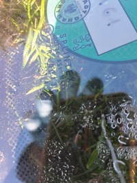 фото thumb №5, Peugeot 206cc стекло перед передняя лобовое + датчик + зеркало заднего вида