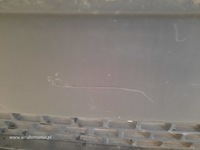 фото thumb №8, Renault master iii lift бампер перед передний 620228205r