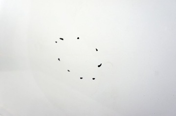 фото thumb №7, Sj191 skoda superb iii ^ дверь левый перед белый ls9r/2y