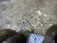 фото thumb №2, Шланг egr audi a8 d3 3.0 tdi asb 059131525ab