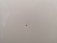 фото thumb №7, Двері правий задня jaguar xf ii x260 білий