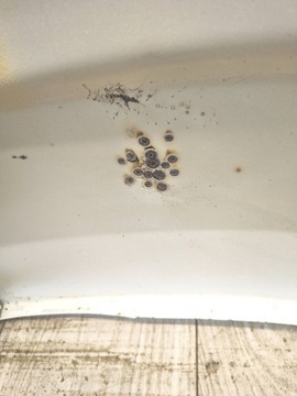 фото thumb №7, Fiat ducato jumper boxer рестайлинг 14- крыло переднее левый