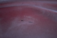 фото thumb №5, Приборная панель приборная консоль приборная панель подушка безопасности eu ford focus mk3 11-15