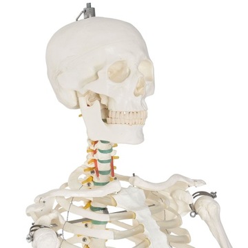 МОДЕЛЬ 501 SKELETON SKELETON 181,5 см FV В РАССРОЧКУ