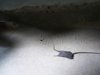 фото thumb №14, Mazda premacy i спойлер спойлер trzeci стоп 20q