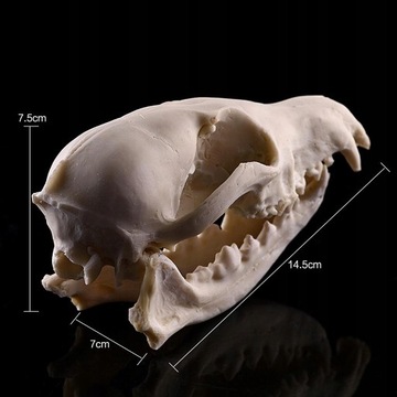 Реплика черепа собаки из смолы, модель головы скелета