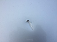 фото thumb №8, Audi a5 8t lx7w капот крышка двигателя перед