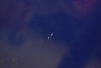 фото thumb №7, Капот крышка двигателя niebieska fiat grande punto 05-12