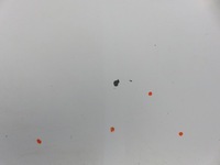 фото thumb №10, Двері праве передні nissan primastar x83