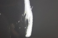 фото thumb №12, Hyunday ix35 дверь правый перед d1702 9h