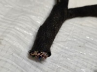 Бортовий комп'ютер блок керування двигуна opel astra j iv 1.4 t 12654137 джгут 13362868 Оригінал, фото thumb