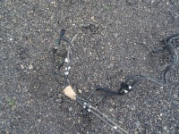 фото thumb №3, Провода трубки топлива топливные 1.0 sandero iii