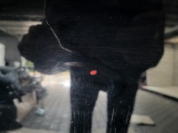 Купити Капот кришка двигуна audi a7 4g8, фото thumb