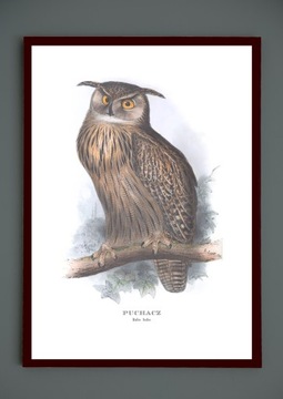 ZIMORODEK ptaki Polski grafika ze starego atlasu ptaków 21x30 (A4)