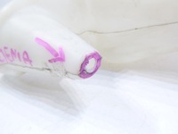 фото thumb №5, Бачок жидкость омывателя ford fiesta mk7 2008-