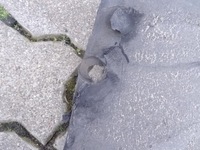 фото thumb №5, 4e0821171l audi a8 d3 03-07 підкрилок лівий перед