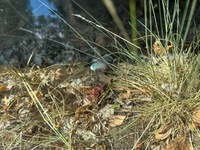 фото thumb №5, Стекло лобовое hyundai ix35 2010-2015 датчик с подогревом