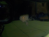 фото thumb №7, Mazda 6 gj iii lift 15r sedan 4d крышка багажника задняя комплектная