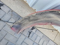 фото thumb №11, Dodge ram v 19- молдинг расширитель крыла правый задняя pr4 usa