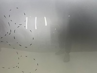 фото thumb №12, Капот mg zs 17r.- кришка двигуна