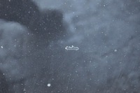 фото thumb №12, Hyundai i30 i капот крышка двигателя шумоизоляция