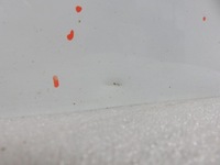 фото thumb №6, Двері ліві задні renault kangoo експрес ii