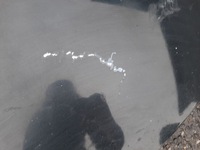 фото thumb №2, Opel insignia a lift капот