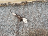 фото thumb №1, Заглушка розпилювача лампи do citroen ds5 11-15 9687716080 9687716580 l+p