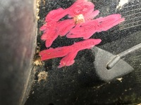 фото thumb №8, Бампер зад задній renault laguna ii універсал