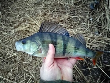 CICADA FOR BASS JAXON HR SWITCH BLADE 15 г 5,8 см F