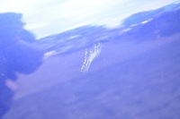 фото thumb №7, Ford fiesta mk8 двері правий праве задня задні