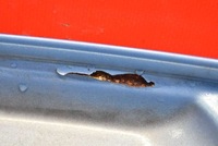 фото thumb №14, Капот крышка двигателя голубой citroen c3 c 3 1 i 02-10