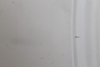 фото thumb №6, Двері праве правий задня задні бічний mini clubman r55 07r- 850