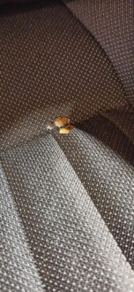 фото thumb №9, Vw tiguan allspace сиденья заднее сиденье 7 человек