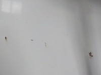 фото thumb №4, Vw transporter t5 04- дверь зад задние правые