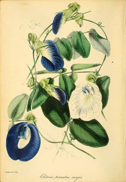 Clitoria ternatea Цветок Clitoria ternatea 25 г