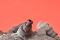 фото thumb №7, Супорт гальмівний праві зад honda accord 7 vii 2.4 i-vtec 190 km 02-06