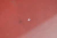 фото thumb №5, Стекло перед передняя лобовое kia ev6 21-