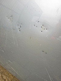 фото thumb №6, Капот vw volkswagen caddy 3 drugi lift 2015-2020