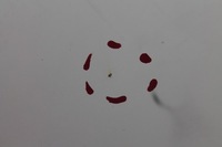 фото thumb №4, Капот крышка двигателя nissan juke kol. 326 11-14