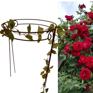 Поддержка Hydrangea Hydrangea. Pergola 60 /90 см твердое вещество