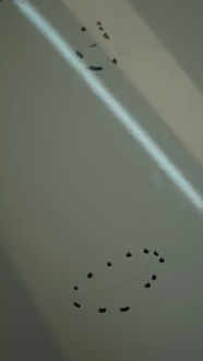 фото thumb №11, Крыло правый перед kia picanto i lift ud