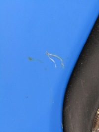 Купити Бампер передній перед 364 jeep renegade, фото thumb