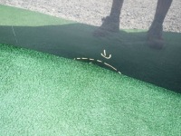 Mercedes w253 253 glc капот Зі Шроту, фото thumb